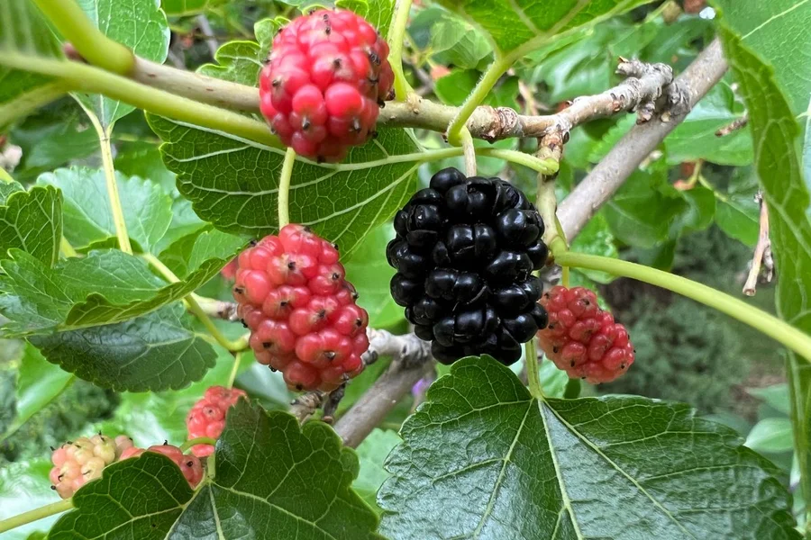 Receita Simples e Eficaz de Chá de Amora para Saúde Digestiva