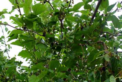 Os Perigos Ocultos: Quem Não Deve Consumir Chá de Amora?