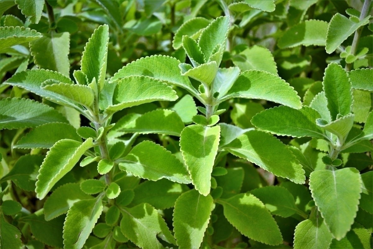 chá de boldo para que serve