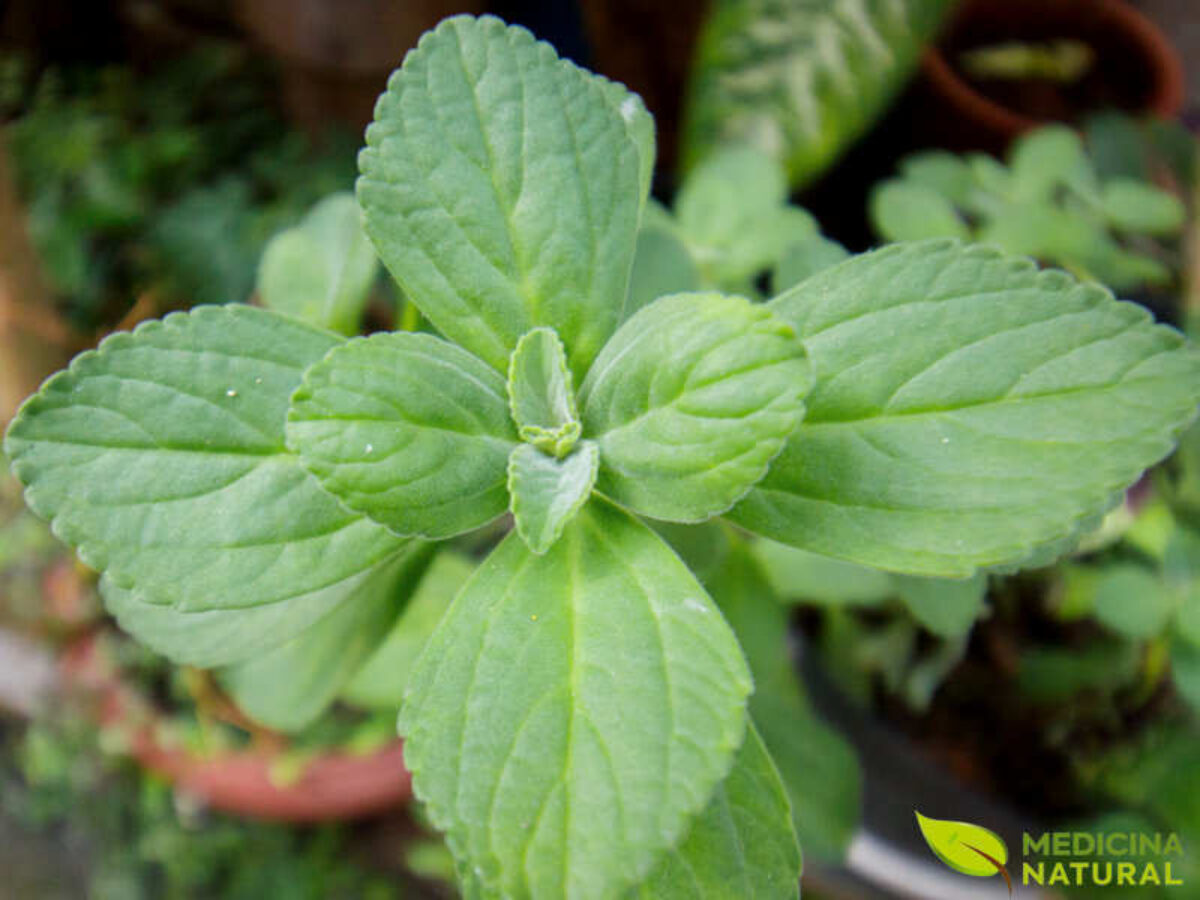 Os Perigos do Consumo Excessivo de Chá de Boldo