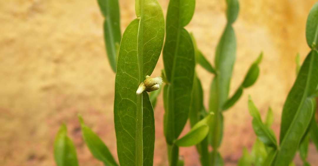 Chá de carqueja e emagrecimento: mitos e verdades