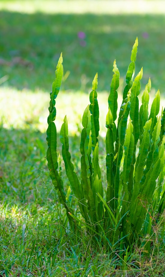 Efeitos colaterais do chá de carqueja: o que você precisa saber