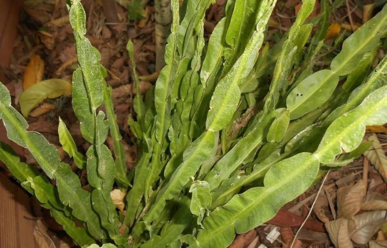 Como preparar chá de carqueja corretamente