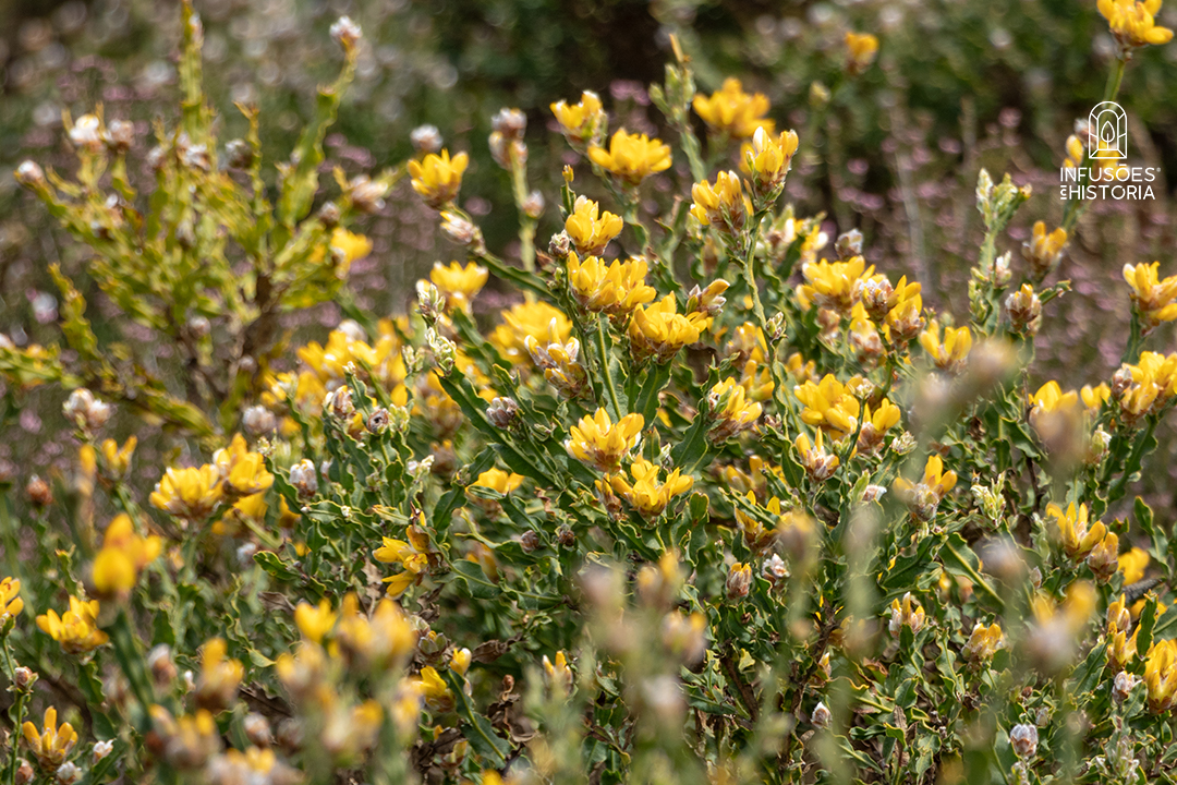 5 ervas para saúde do fígado