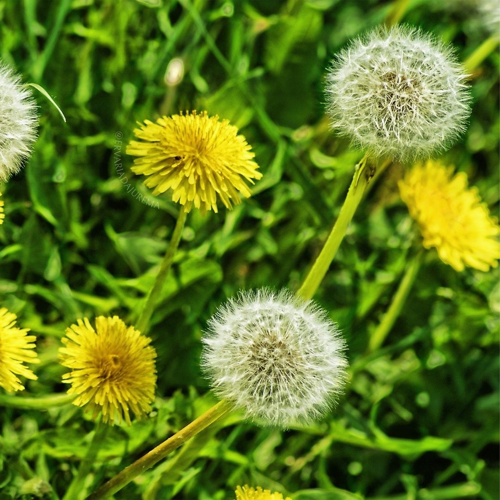 Dente de Leão: Um Aliado Natural para o Emagrecimento