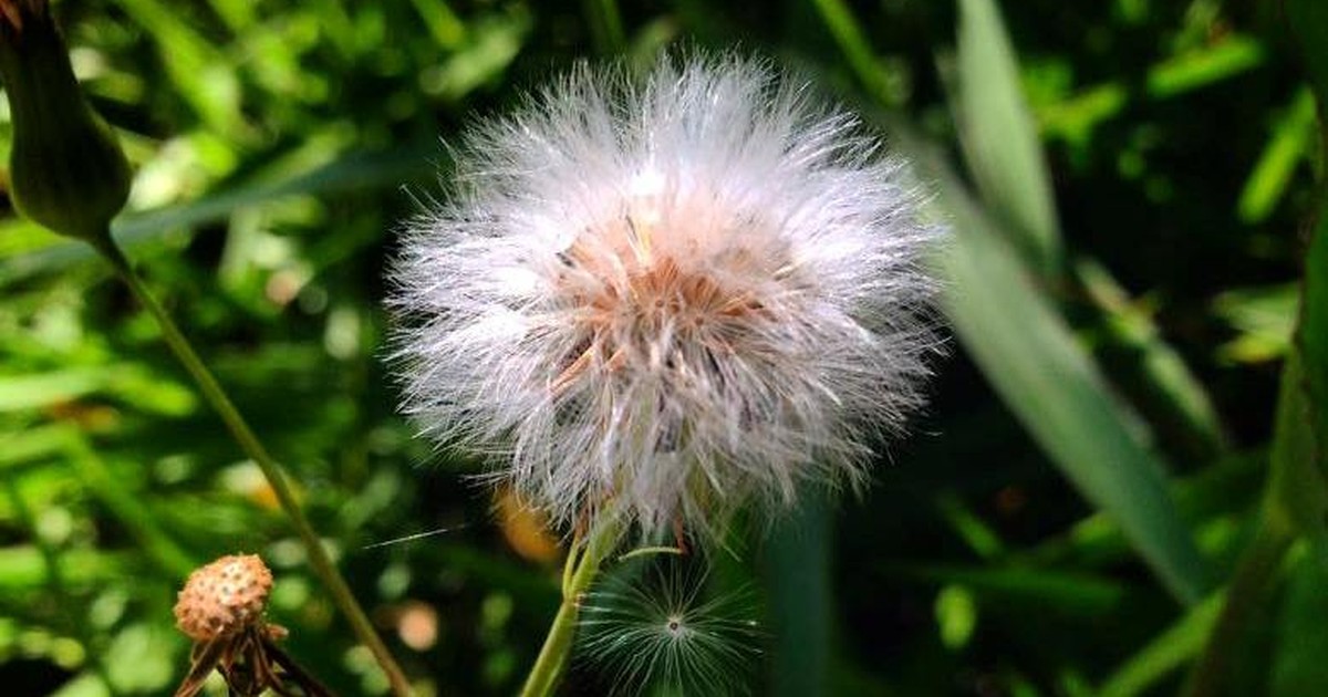 Entenda os Benefícios do Dente de Leão para a Saúde do Fígado