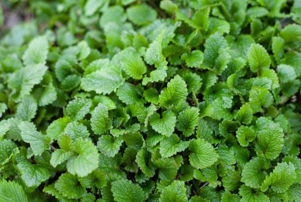 5 sinais de que você precisa de um chá calmante