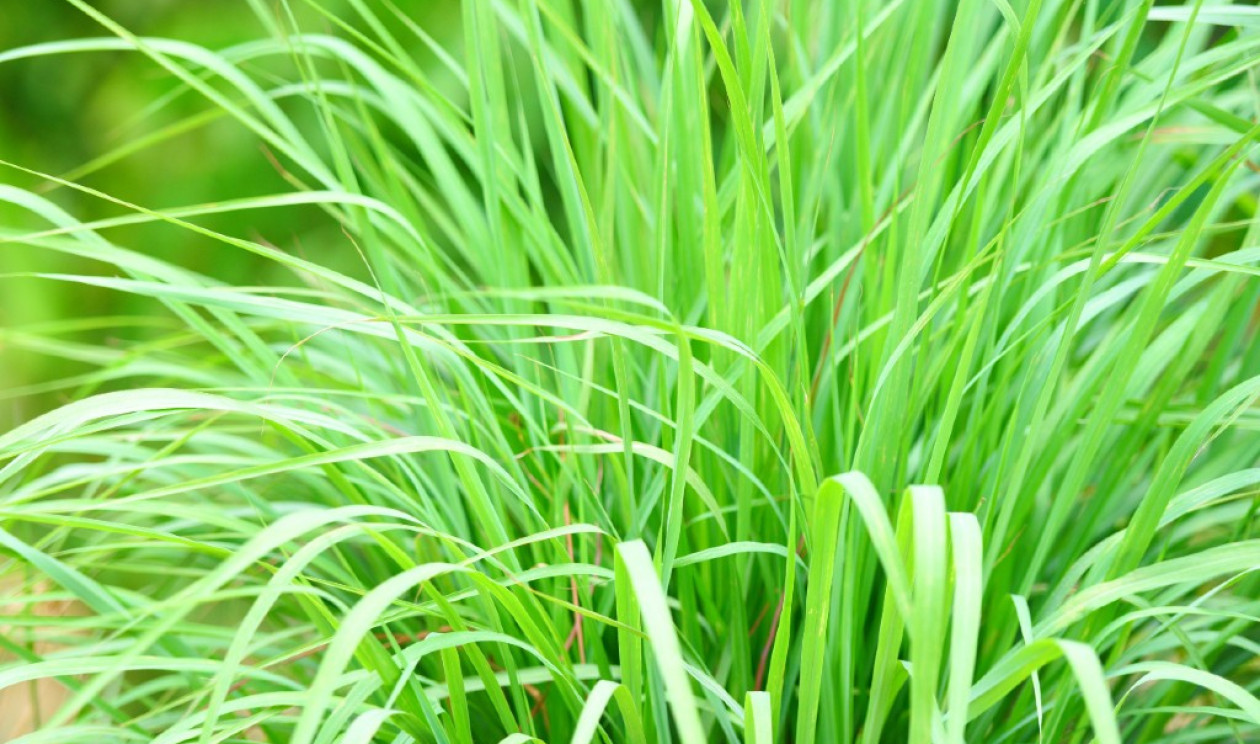 Erva-cidreira vs Camomila: qual o melhor para relaxar?