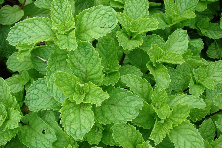 Como preparar o chá de erva-cidreira para potencializar seus efeitos