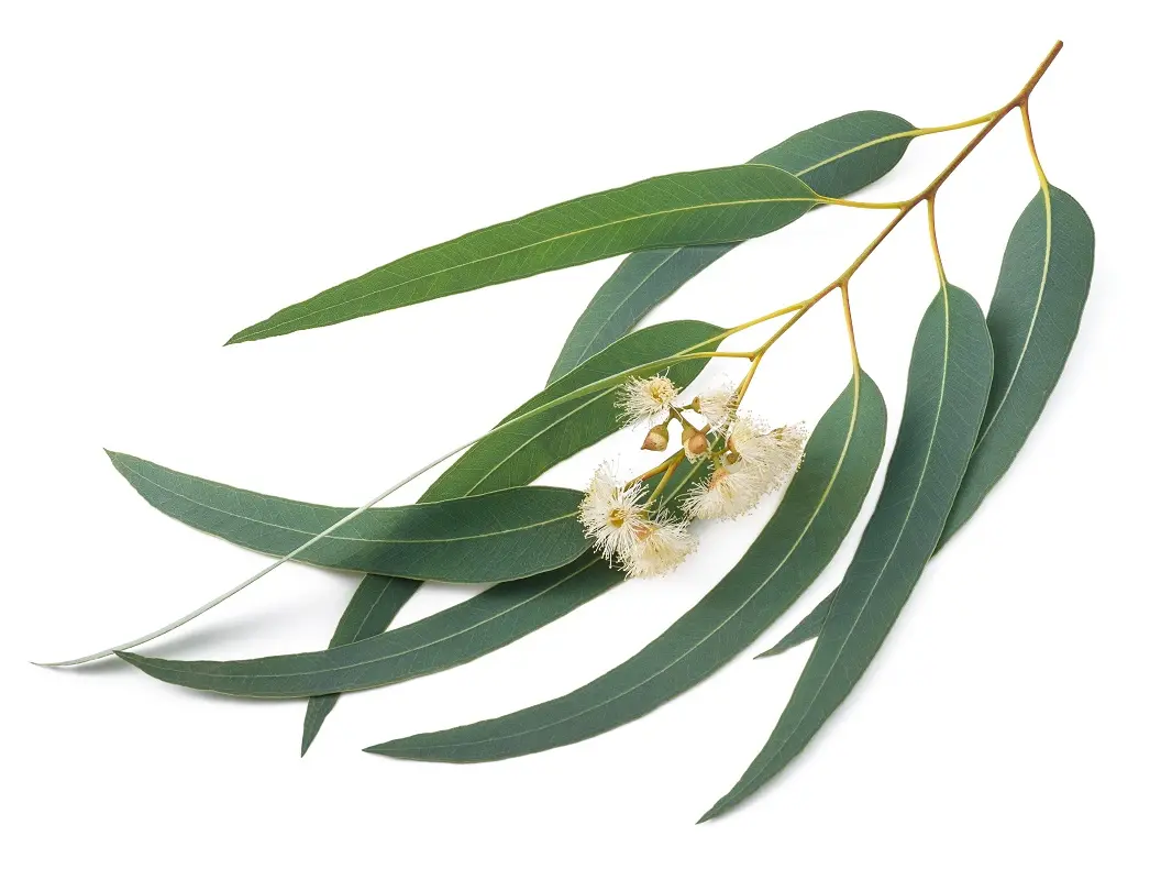 Usos Tópicos do Eucalipto: Alívio Natural para Dores Musculares