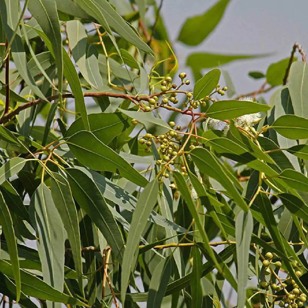 Receitas Saudáveis com Eucalipto: Além do Chá Tradicional