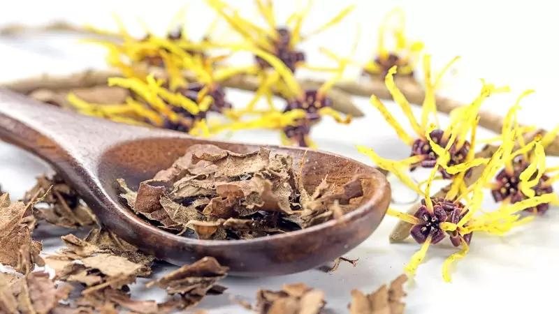 Como Usar Hamamélis para Tratar Varizes e Inchaço