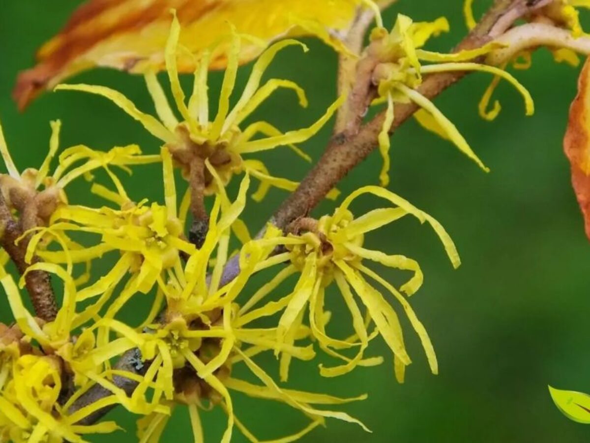 Hamamélis no Pós-Barba: Suavidade e Alívio para a Pele