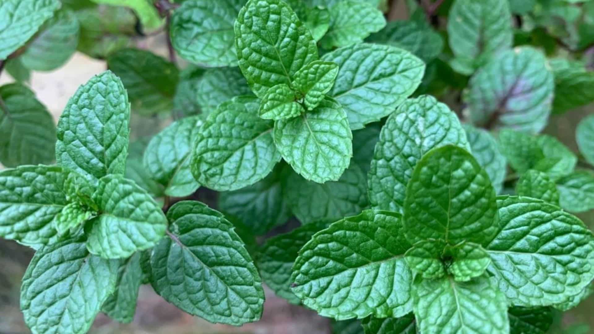 chá de hortelã para relaxar antes de dormir