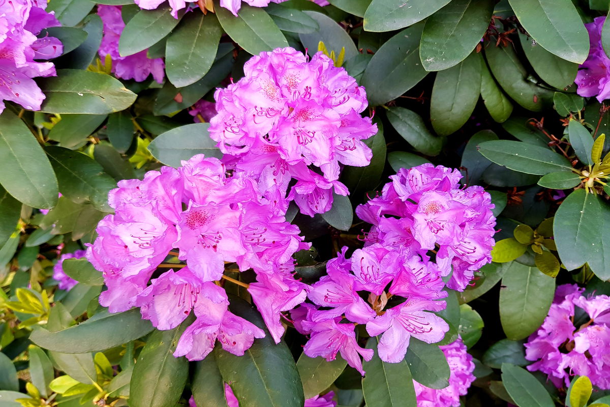 chá de ipê roxo para que serve