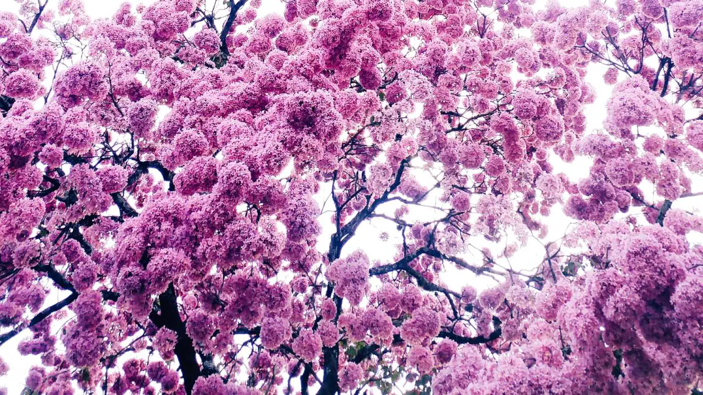 chá de ipê roxo para que serve