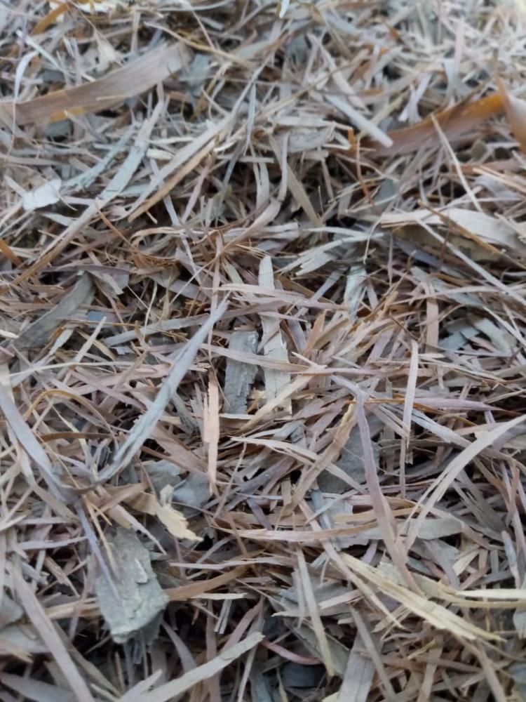 Ipê Roxo vs. Ipê Amarelo: Quais as Diferenças?