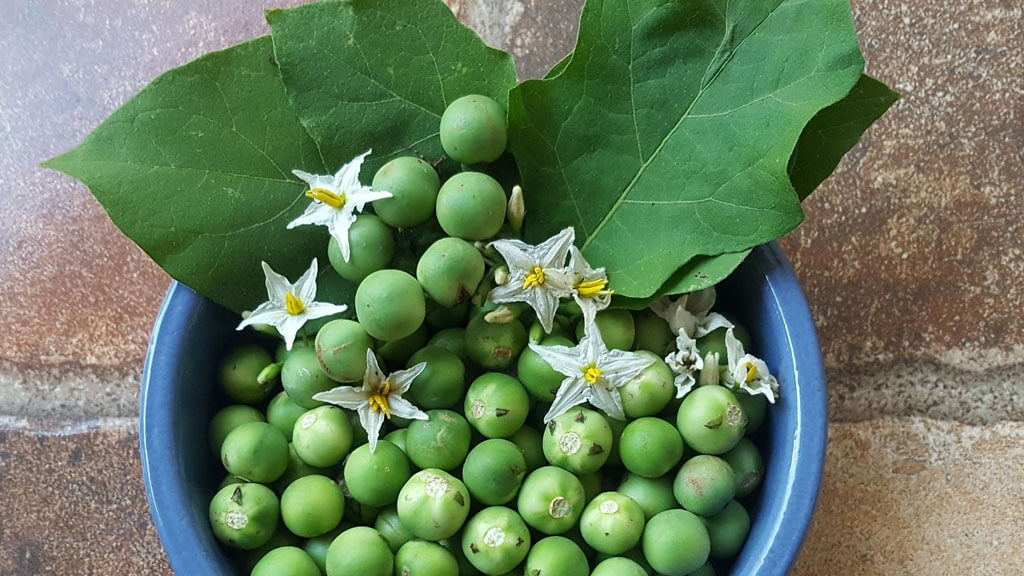 Jurubeba na Culinária: Usos Criativos e Deliciosos