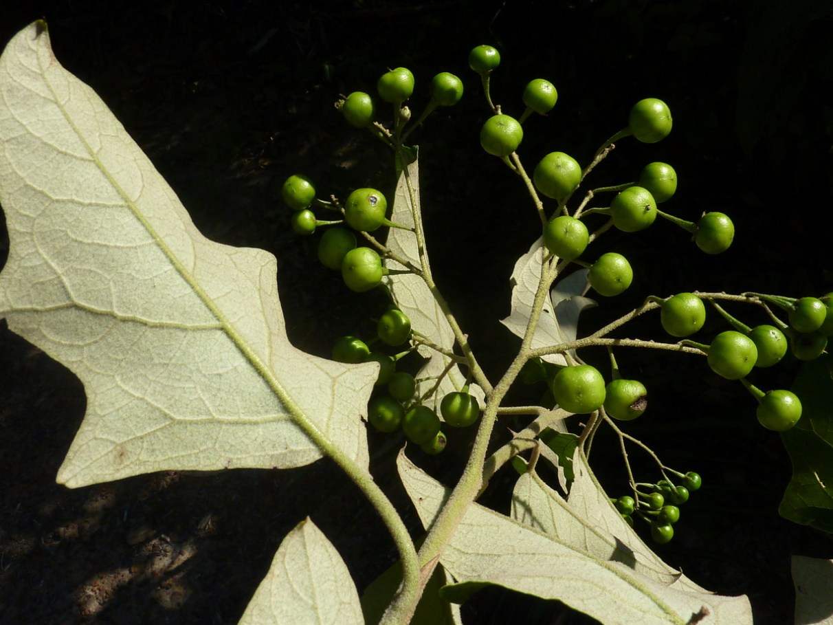 5 Receitas de Chá de Jurubeba para Diferentes Fins