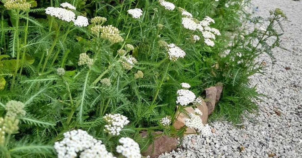 Receitas de chás com Milefólio para diferentes fins