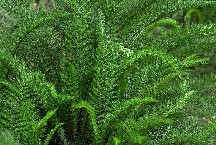 chá de milefólio para que serve