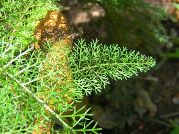 Receitas de chás com Milefólio para diferentes fins