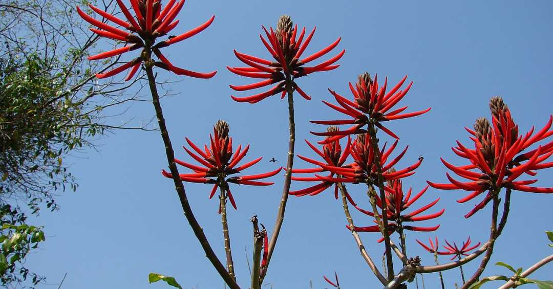 mulungu para ansiedade e depressão