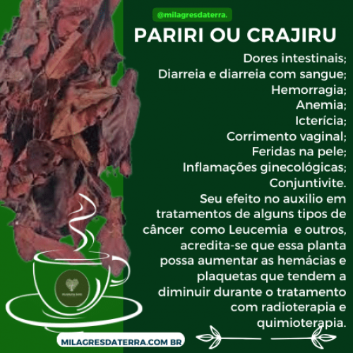 chá de pariri para que serve