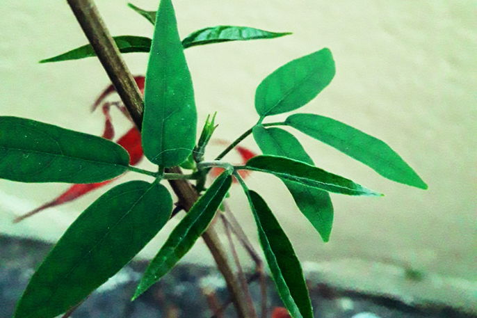 5 Mitos e Verdades sobre o Chá de Pariri