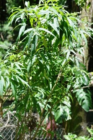 O Papel do Pariri no Tratamento da Dengue
