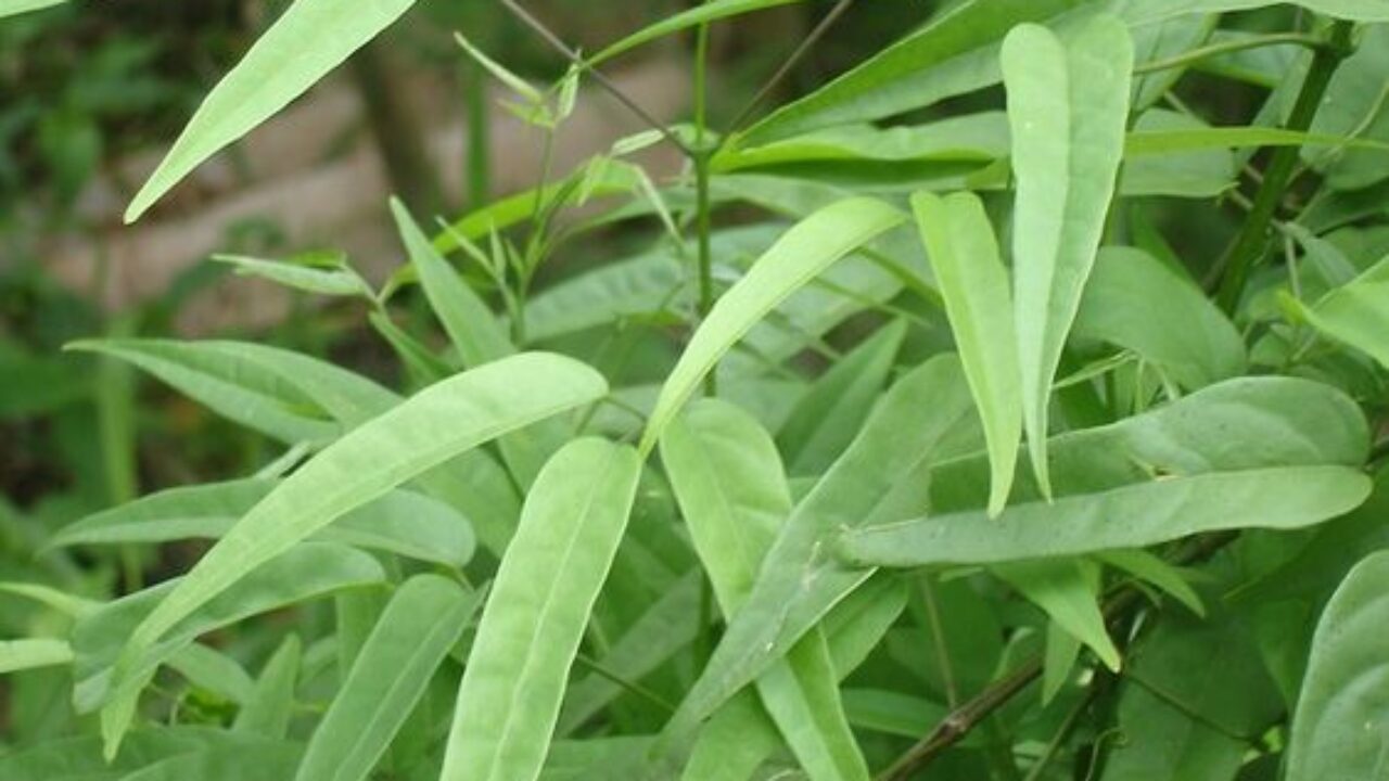 Receitas Caseiras com Pariri para Saúde Feminina