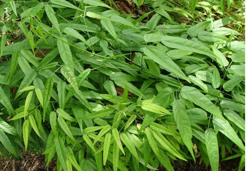 Pariri: Um Guia Completo para Iniciantes