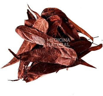 5 Mitos e Verdades sobre o Chá de Pariri