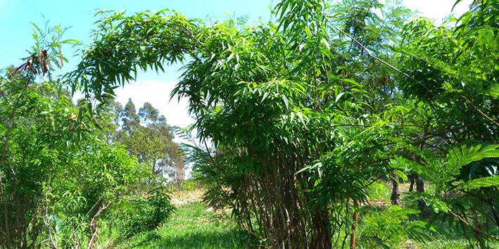 Pariri vs. Crajiru: Qual a Diferença?