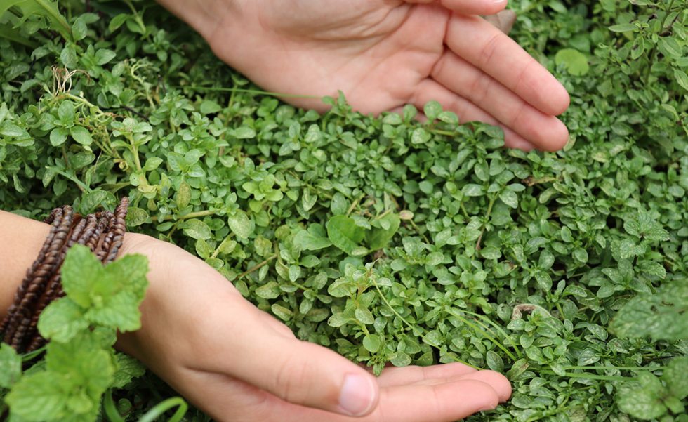 Poejo vs. Hortelã: Qual a diferença e benefícios?