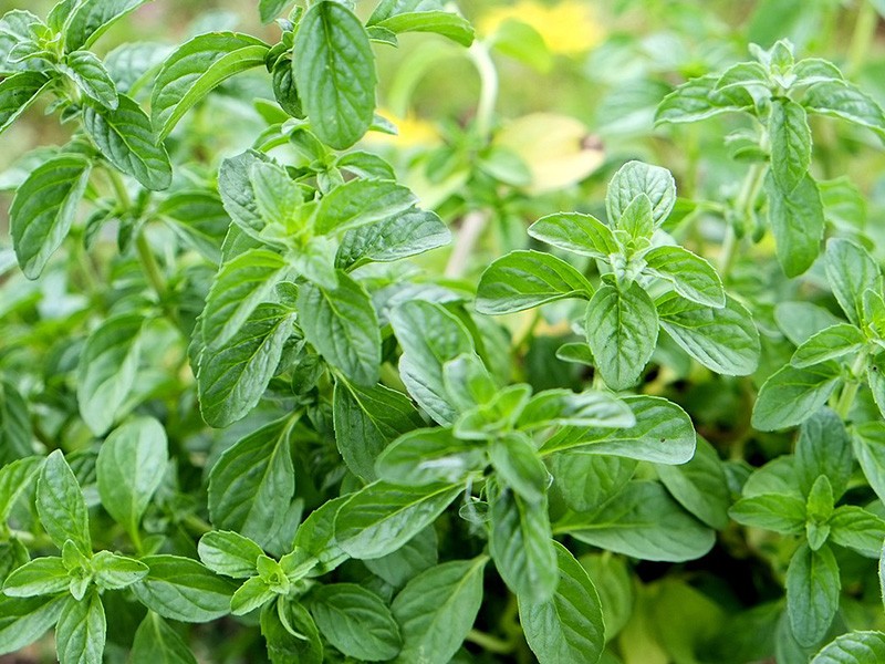 Alternativas naturais para problemas respiratórios: Onde o poejo se encaixa?