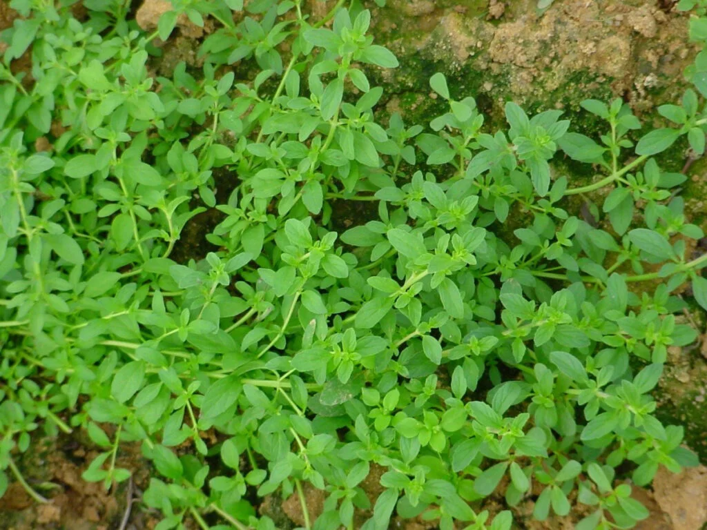 Poejo na culinária: Usos e precauções