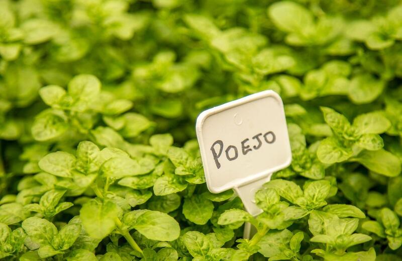 chá de poejo para que serve