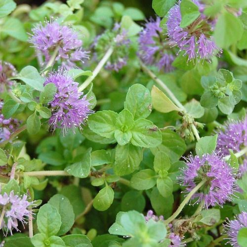 Como preparar chá de poejo corretamente