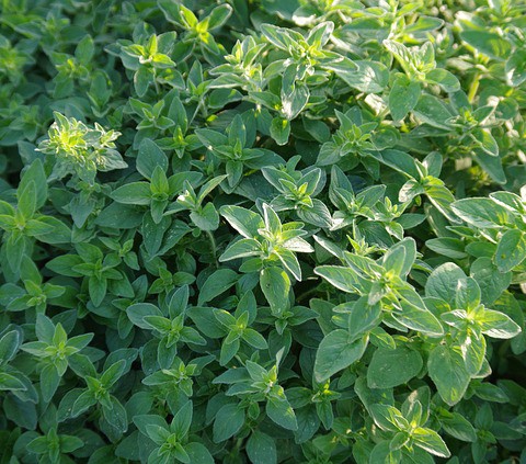 Poejo vs. Hortelã: Qual a diferença e benefícios?