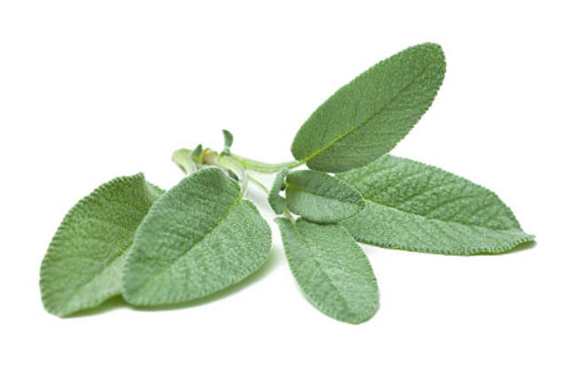 Chá de Sálvia para a Digestão: Um Aliado Poderoso