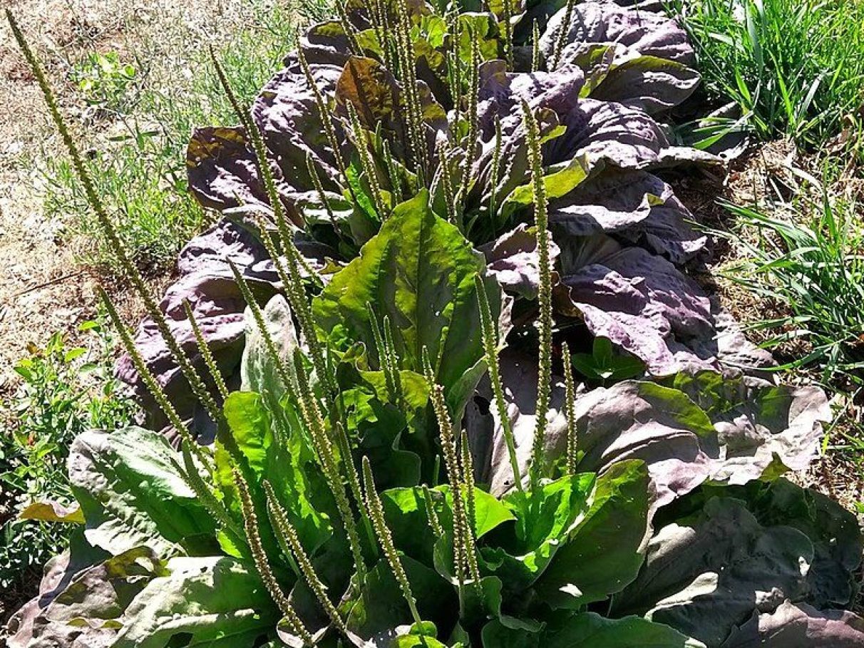 Guia Completo: Como Cultivar Tanchagem em Casa