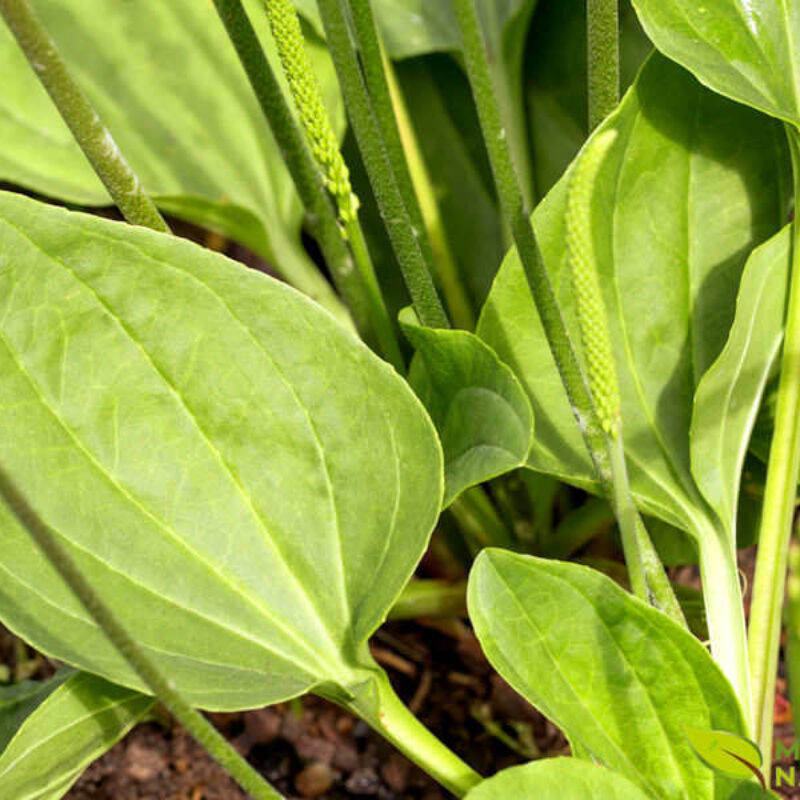 chá de tansagem para que serve