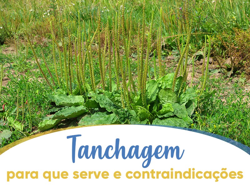 5 Receitas Incríveis com Chá de Tanchagem