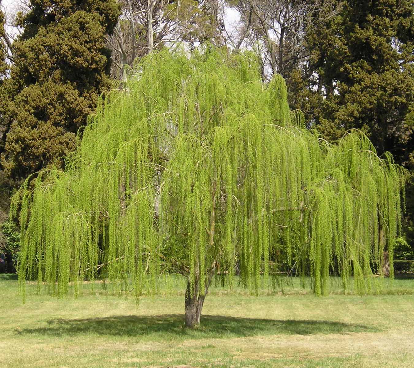 salgueiro chorão cultivo