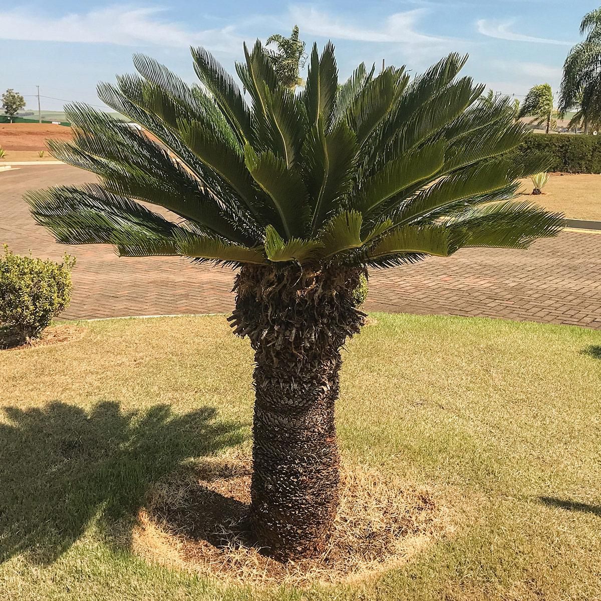 Sagú de jardim