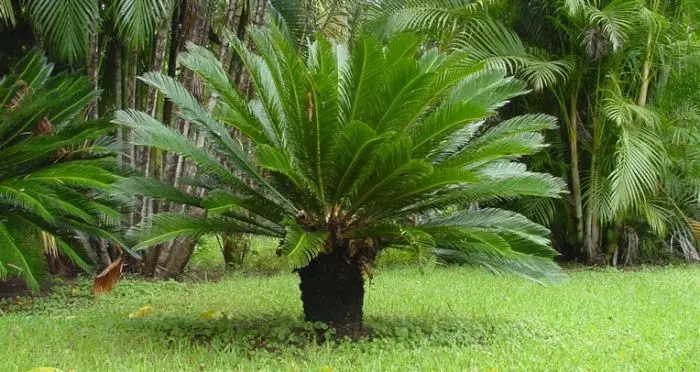 Cycas revoluta cuidados