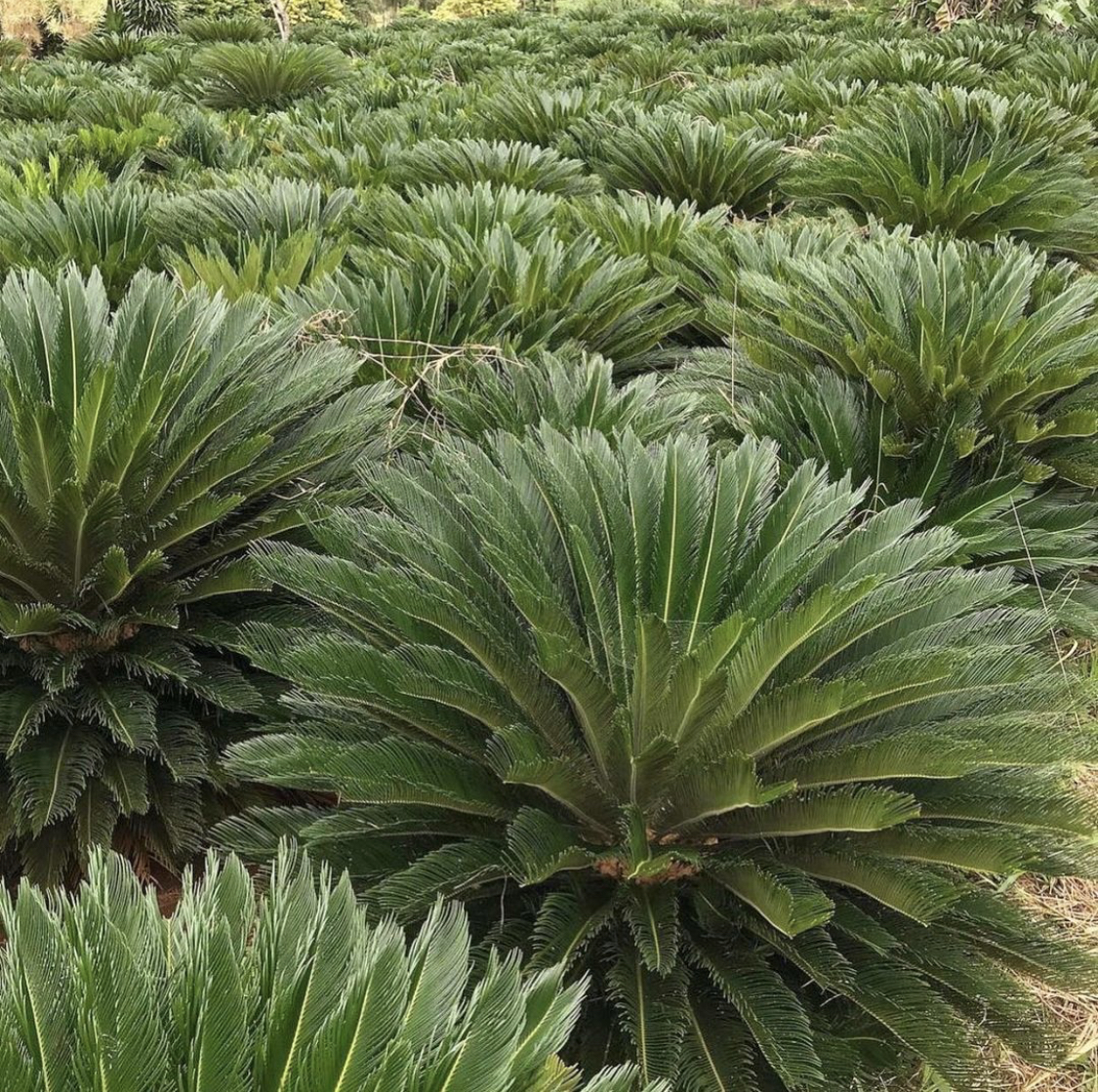 Planta cica tóxica