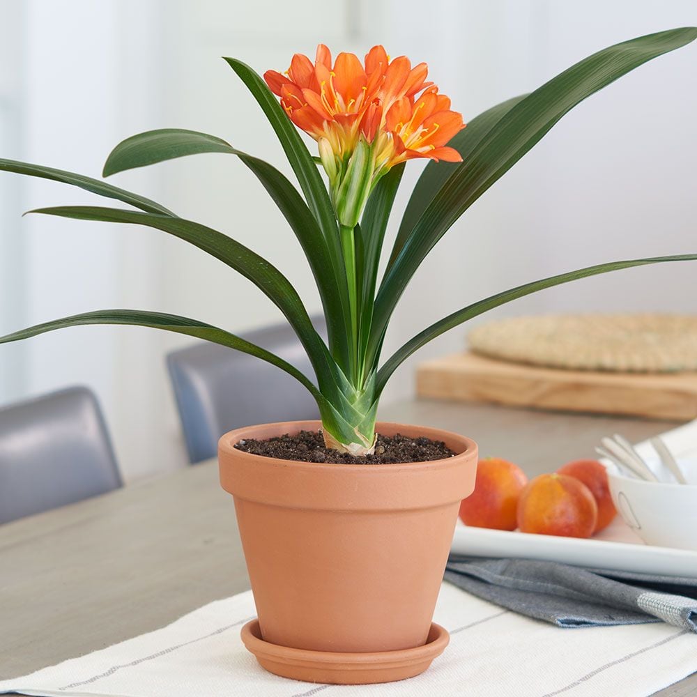 Clivia cuidados