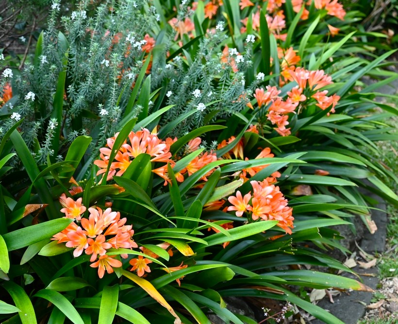 Clivia flor
